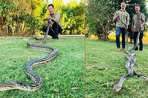 Mải giao phối, đôi trăn khổng lồ làm sập trần nhà dân