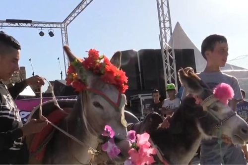 Ấn tượng cuộc thi 'hoa hậu lừa' ở Morocco