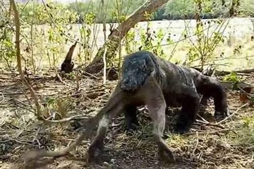 Rồng Komodo ăn tươi nuốt sống cả con khỉ với vài cú ngáp