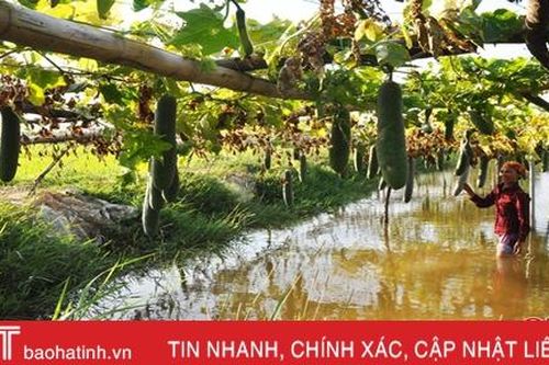 Đưa vườn ra đồng, kiếm hơn trăm triệu mỗi năm