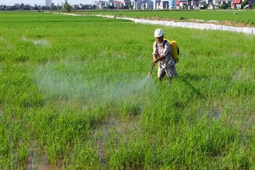 Hoa Lư: Chuyển trọng tâm sang chăm sóc và bảo vệ lúa mùa