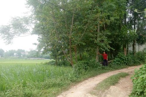 Trang trại chăn nuôi 'nuốt' đường dân sinh