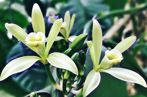 Là gia vị phổ biến, vì sao vani đắt hơn cả bạc?