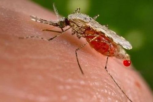 Dịch sốt xuất huyết diễn biến phức tạp, Bộ Y tế chỉ đạo khẩn