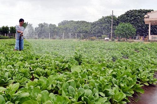 Phong trào nông dân Khmer vượt khó, làm giàu