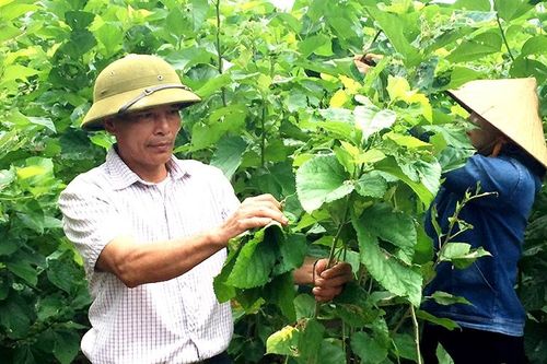 Trồng dâu tằm bán kén, hướng xóa nghèo ở Bảo Yên