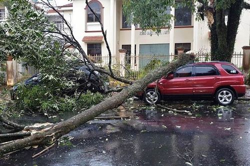Giông lốc khiến nhiều cây xanh gãy đổ, ba ô-tô bị hư hỏng