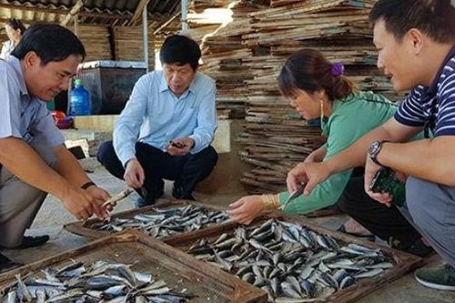 Vì sao Quảng Trị tồn kho cả ngàn tấn cá nục khô?