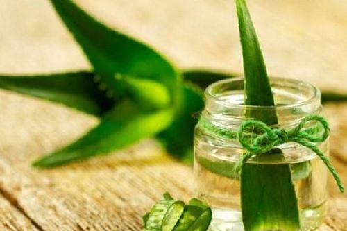 Những người đại kỵ với nha đam, tuyệt đối không ăn vì cực độc