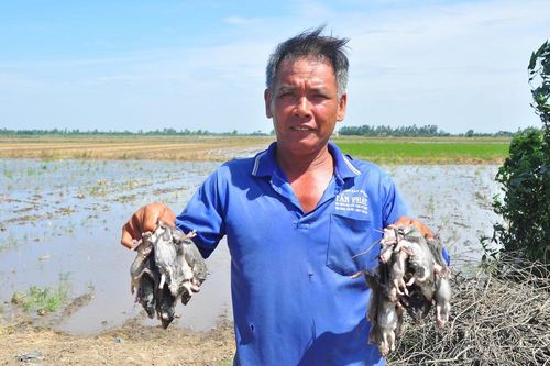 Nhộn nhịp bắt chuột đồng mùa lũ kiệt
