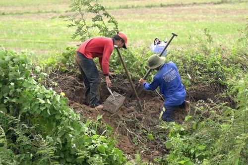 Cần ngăn chặn việc đào xới đê bao chống lũ để... bắt chuột