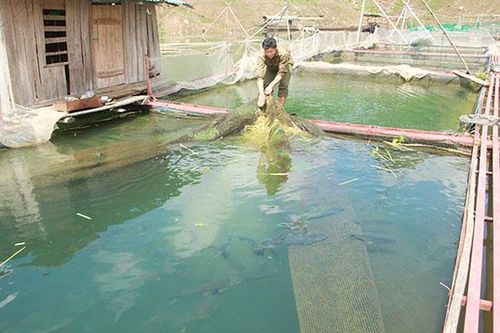 HTX thủy sản Bó Ban phát triển sản xuất theo hướng bền vững