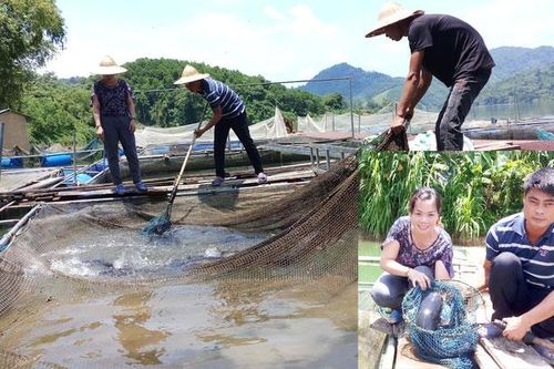 Chiêm Hóa phát triển nghề cá lồng trên sông Gâm