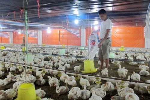 Sử dụng hiệu quả vốn vay giải quyết việc làm