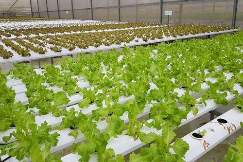 Chuyển đổi hơn 40.035ha đất lúa sang các mô hình sản xuất hiệu quả kinh tế cao