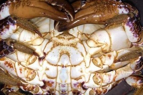 Tuyệt đối không ăn loại cua này nếu bạn không muốn bị tử vong trong tích tắc
