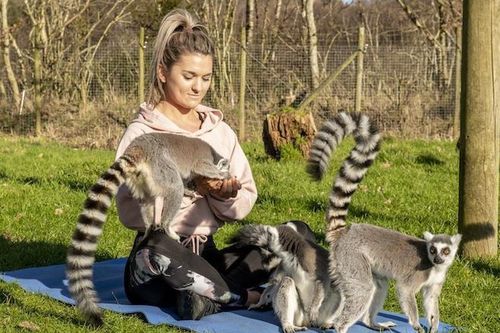 Trải nghiệm tập yoga ngoài trời cùng vượn cáo quý hiếm