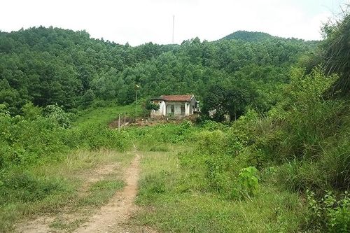 Người trồng rừng thua thiệt lớn vì phải thuê, khoán đất