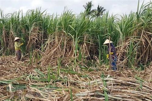 Công ty cổ phần mía đường Cần Thơ sẽ tiêu thụ hết mía cho nông dân