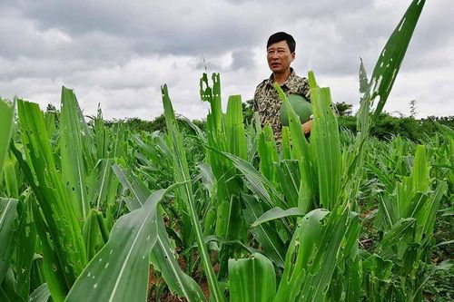 Kông Chro: Hơn 2.285 ha ngô bị sâu keo mùa thu gây hại