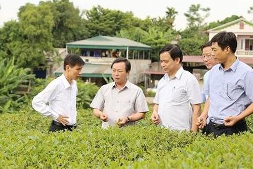 Chủ tịch UBND tỉnh Bùi Văn Quang: Xây dựng thương hiệu chè Phú Thọ theo hướng bền vững