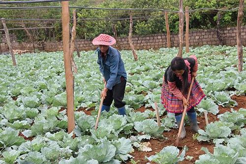 Trồng rau sạch ở Đông Sang