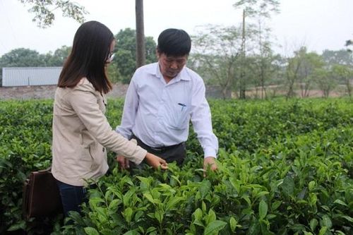 Nâng giá trị cho cây chè