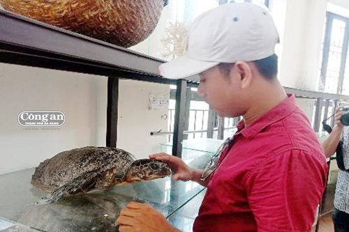 Chuyển vị rùa biển từ Côn Đảo về Cù lao Chàm