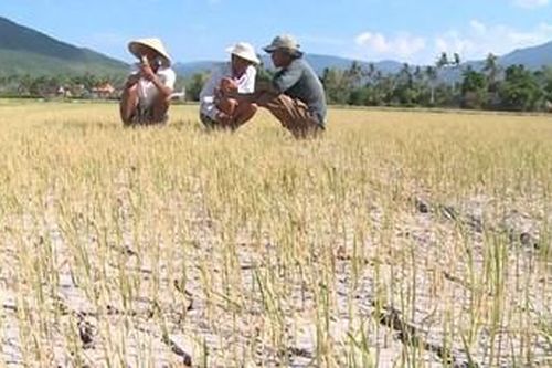 Hạn hán khốc liệt, Phú Yên đề xuất chở nước cấp cho gần 20 ngàn dân