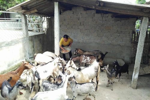 Nhiều mô hình giáo dân làm kinh tế giỏi ở Anh Sơn