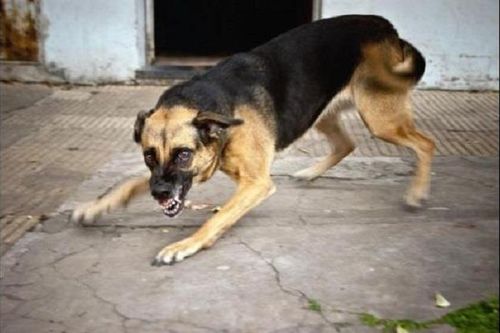 Những điều cần biết để tránh mối nguy hiểm bị chó cắn
