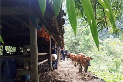 Hiệu quả của mô hình di dời gia súc ra khỏi gầm sàn nhà ở