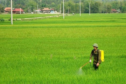 Chủ động phòng trừ sâu bệnh hại lúa mùa