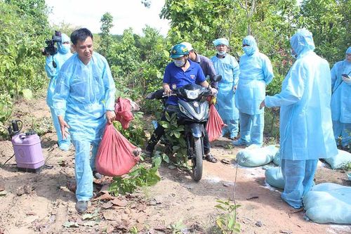 Gia Lai: Chậm hỗ trợ hộ chăn nuôi có heo bị dịch tả châu Phi