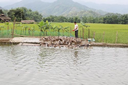Phát huy hiệu quả nguồn vốn Quỹ hỗ trợ nông dân