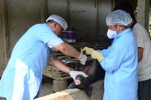 Kiểm soát vận chuyển lợn giống