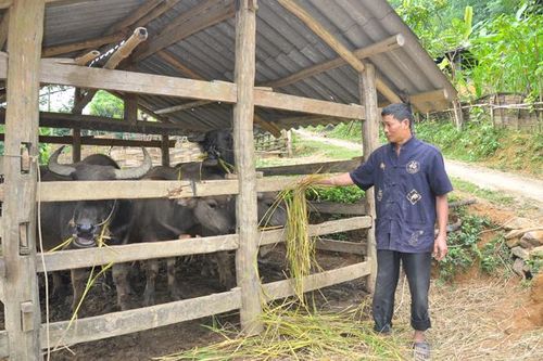 Na Hang phát triển chăn nuôi trâu
