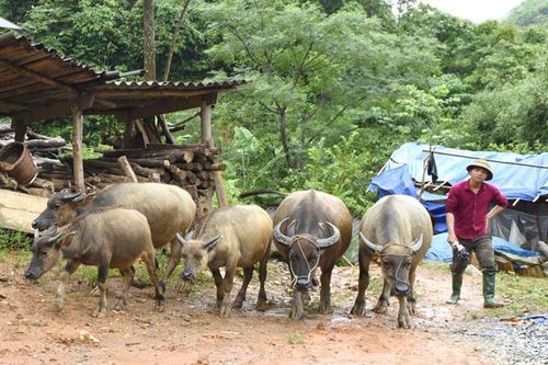 Thượng Giáp nâng cao thu nhập cho người dân