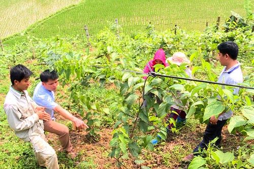 Bình Nhân giải quyết việc làm góp phần giảm nghèo
