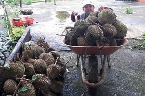 Nông dân mất tiền tỷ vì hàng trăm tấn sầu riêng bị gió giật rụng