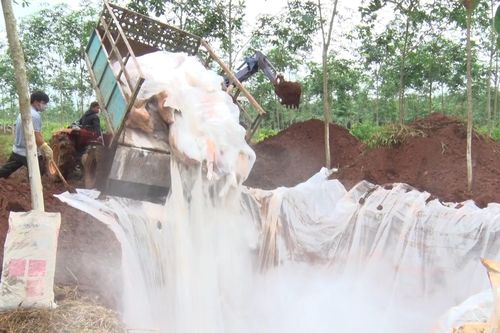 Đồng Nai xin hỗ trợ 800 tỉ đồng phòng chống dịch tả lợn châu Phi