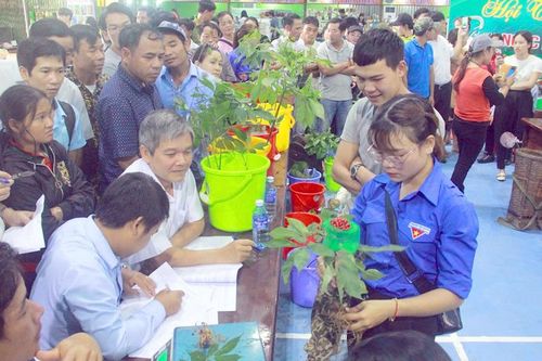 Sôi nổi hội thi sâm Ngọc Linh