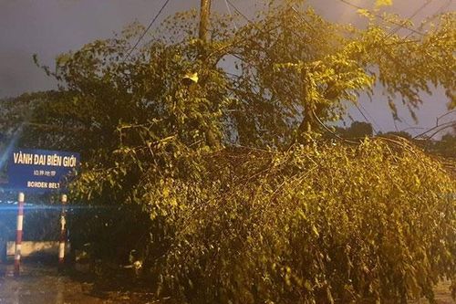 Quảng Ninh: Nước sông Ka Long dâng cao, cây cối ngổn ngang sau đêm bão số 3 đổ bộ
