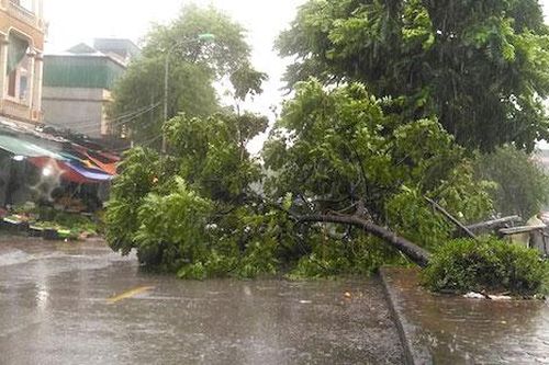 Hà Nội mưa lớn, cây đổ la liệt do ảnh hưởng bão số 3
