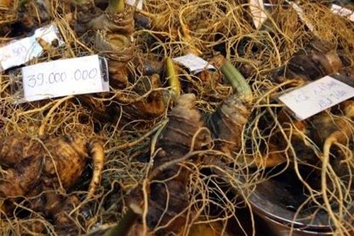 Doanh thu 11 tỷ đồng từ lễ hội Tỏa sáng Ngọc Linh