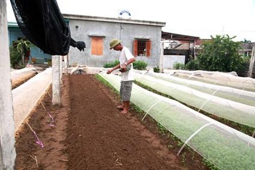 Khánh Hồng: Nghề làm rau giống cho thu nhập cao