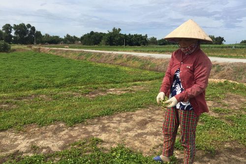 Kinh tế Nông nghiệp - Nông thôn Nông dân Quảng Điền điêu đứng vì rau màu chết