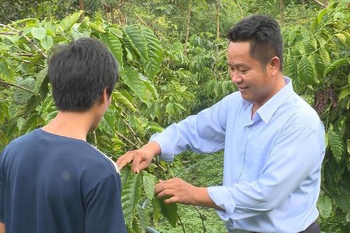 Giải tỏa nghi vấn cây cà phê bị vàng lá, rụng quả sau khi sử dụng phân bón