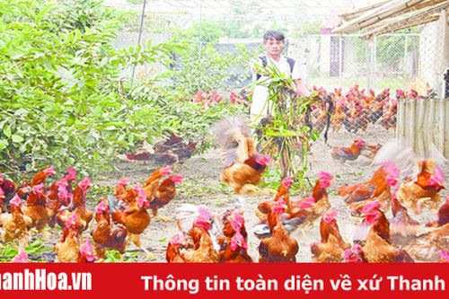 Những vấn đề đặt ra trong chuyển đổi vật nuôi sau dịch tả lợn châu Phi