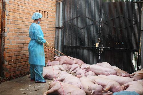 Phòng, chống dịch tả heo châu Phi: Còn nhiều khó khăn
